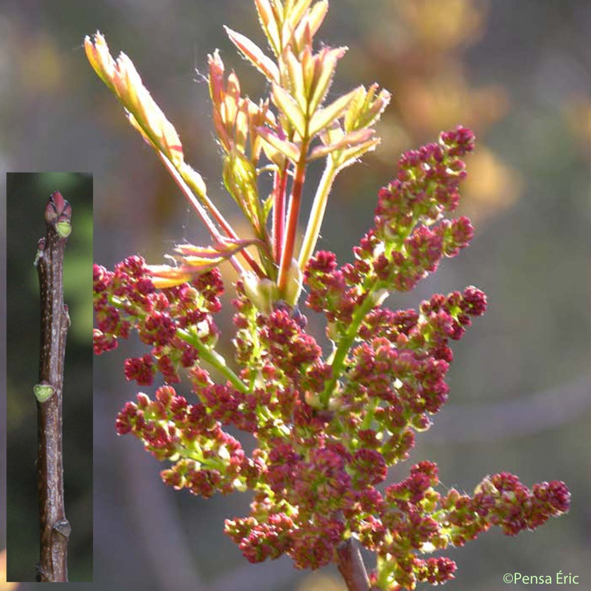 Pistachier térébinthe - Pistacia terebinthus subsp. terebinthus
