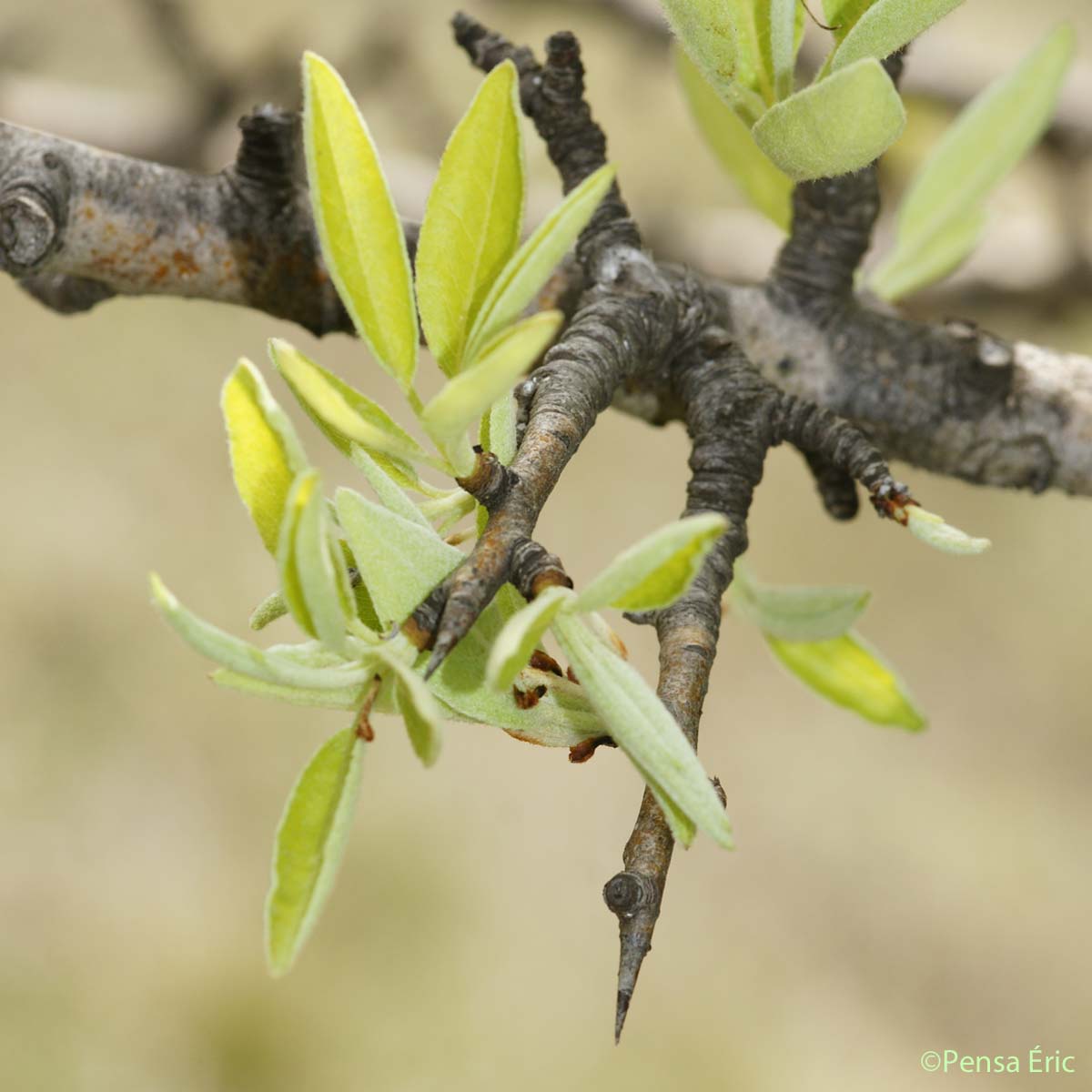 Poirier à feuilles d'Amandier - Pyrus spinosa