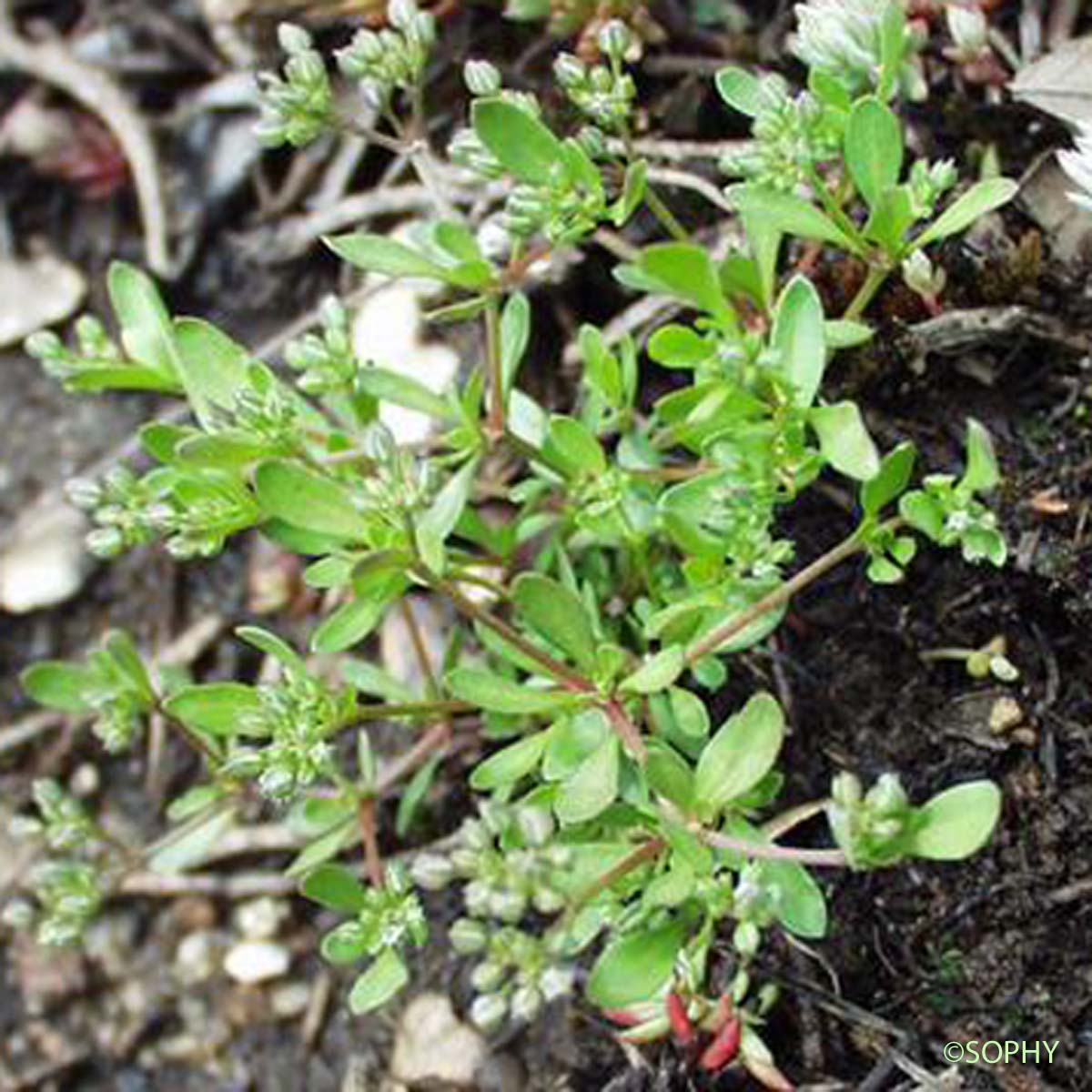Polycarpe à quatre feuilles - Polycarpon tetraphyllum subsp. tetraphyllum