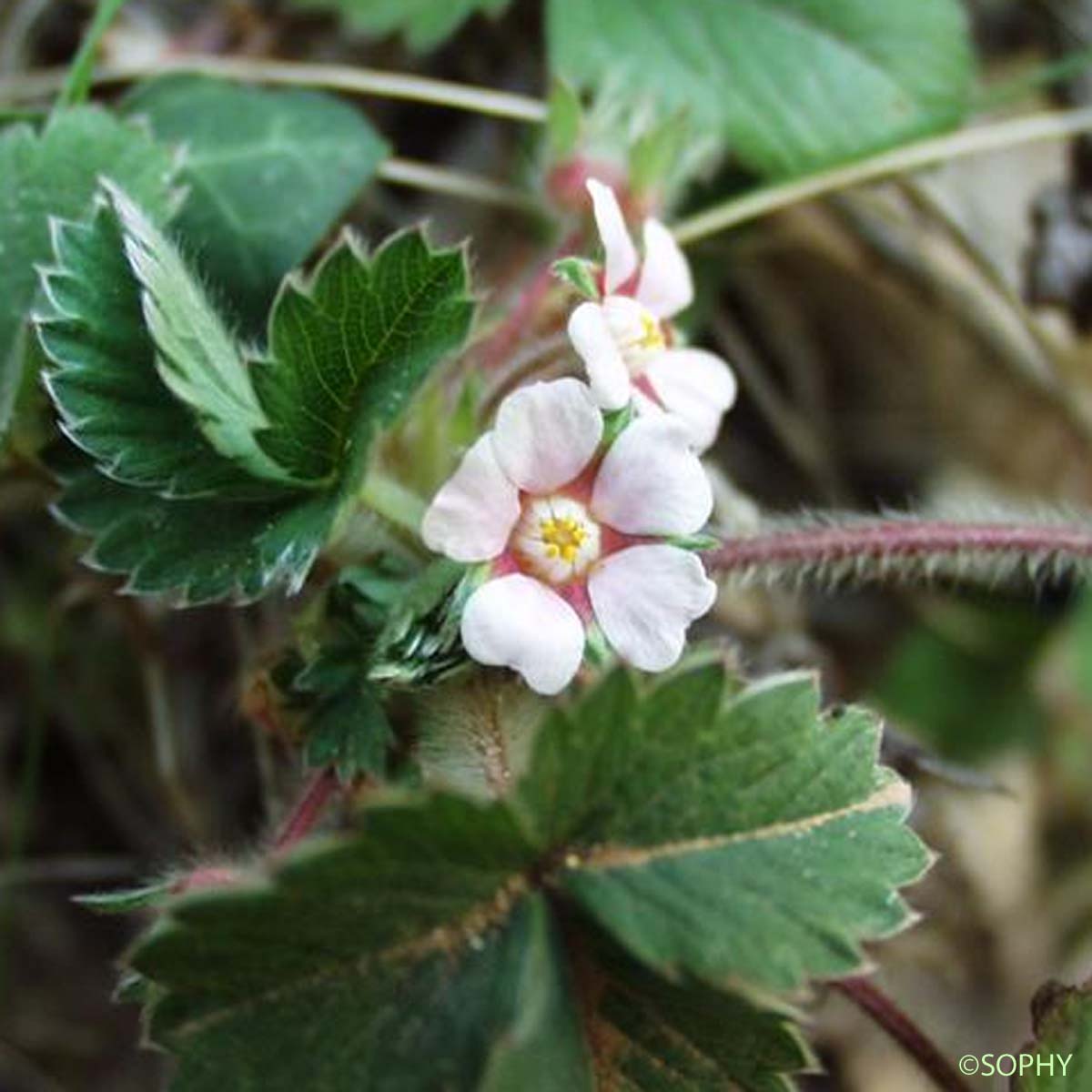 Potentille à petites fleurs - Potentilla micrantha