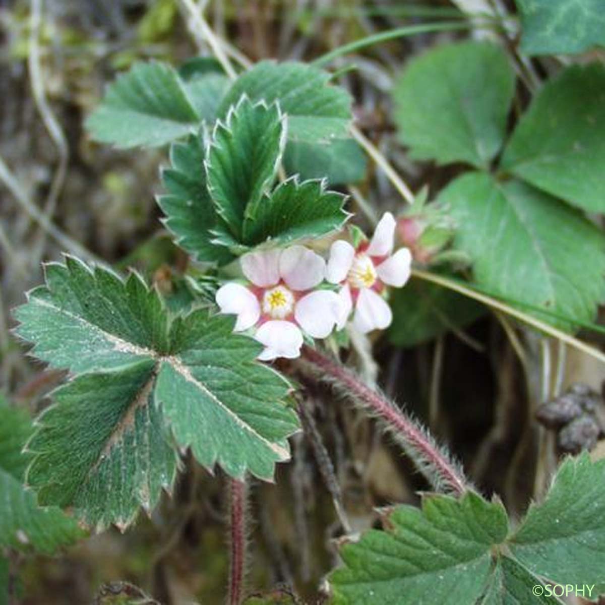 Potentille à petites fleurs - Potentilla micrantha
