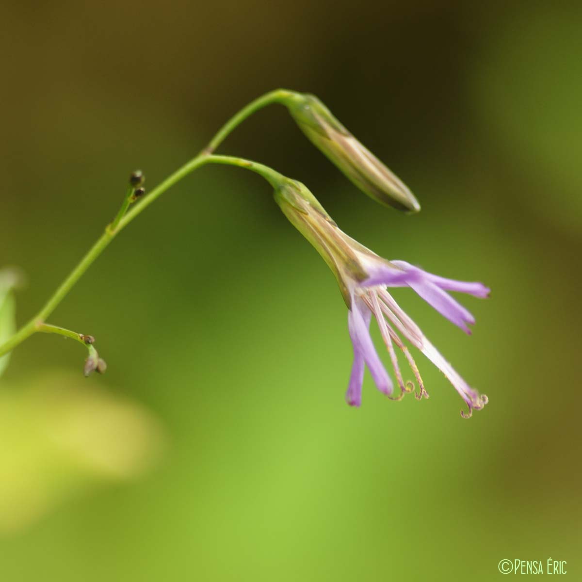 Prénanthe pourpre - Prenanthes purpurea