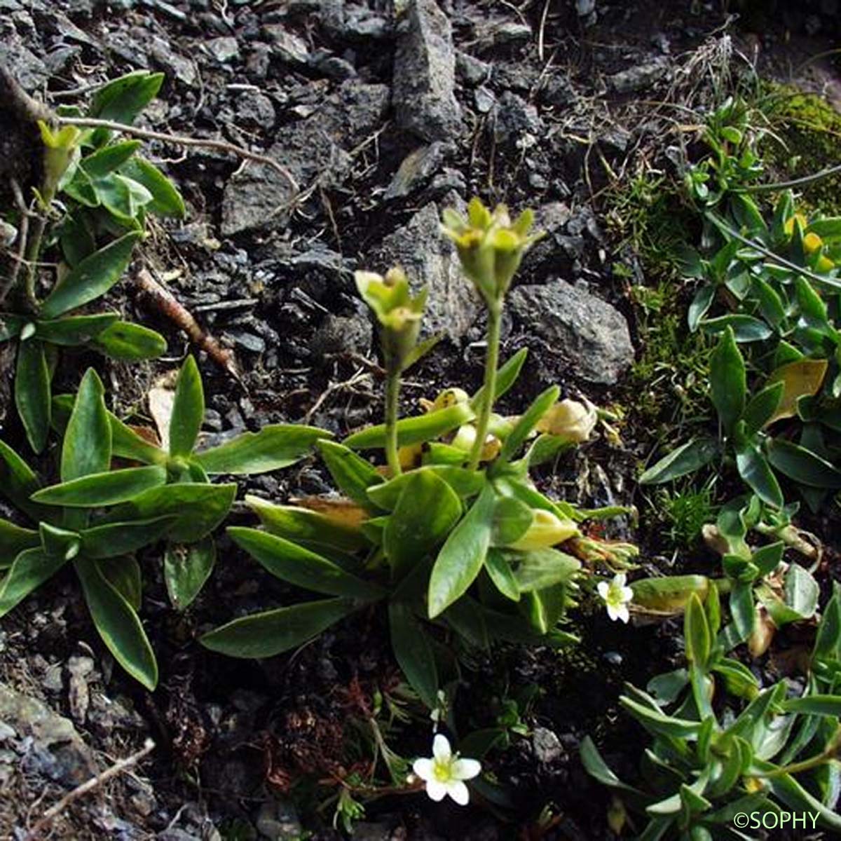 Primevère à feuilles entières - Primula integrifolia