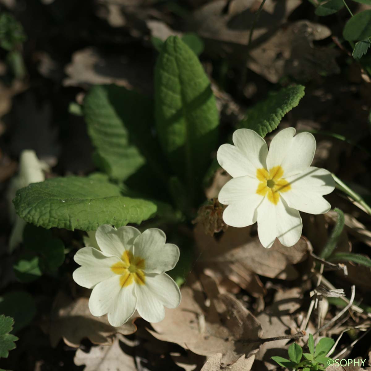 Primevère acaule - Primula vulgaris subsp. vulgaris
