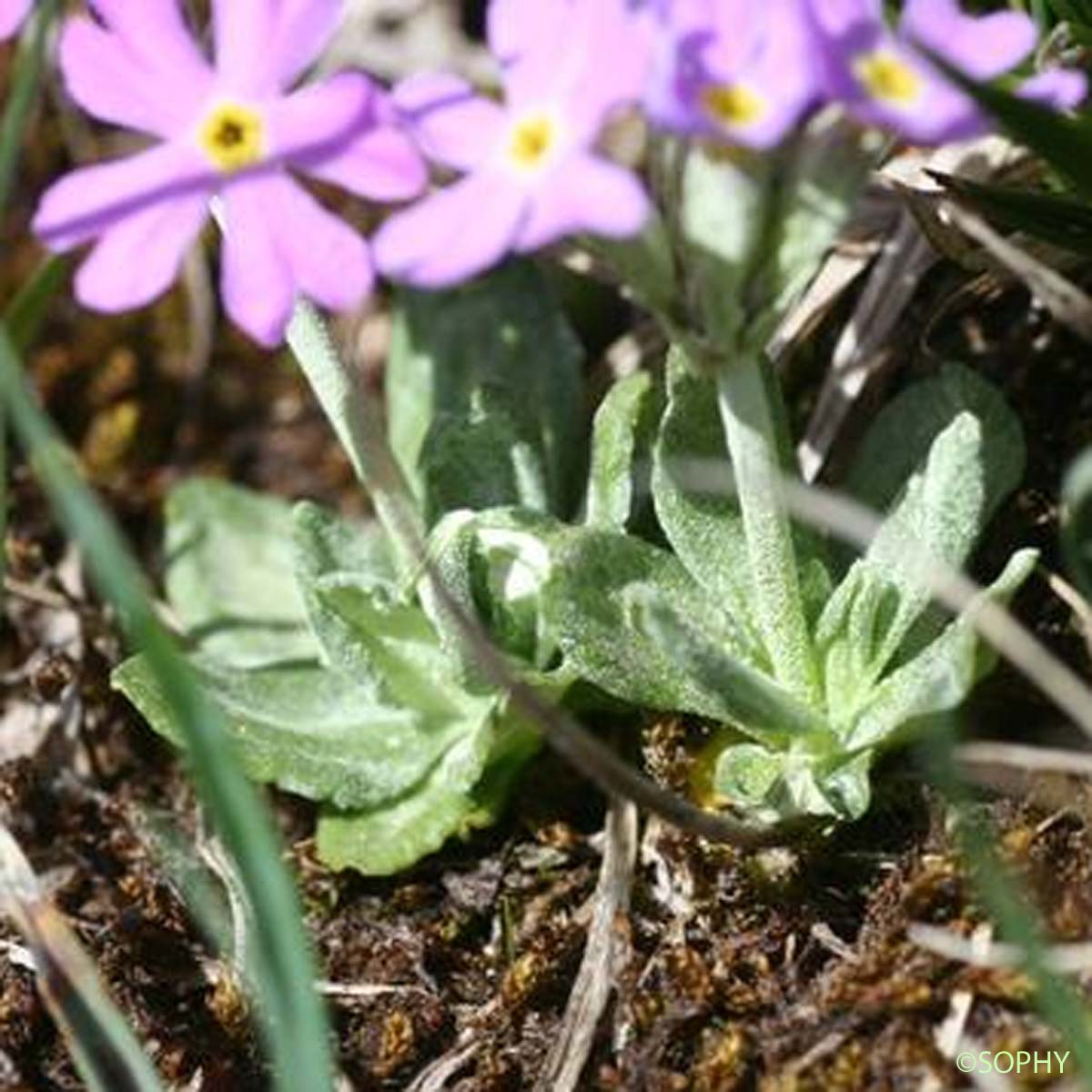 Primevère farineuse - Primula farinosa
