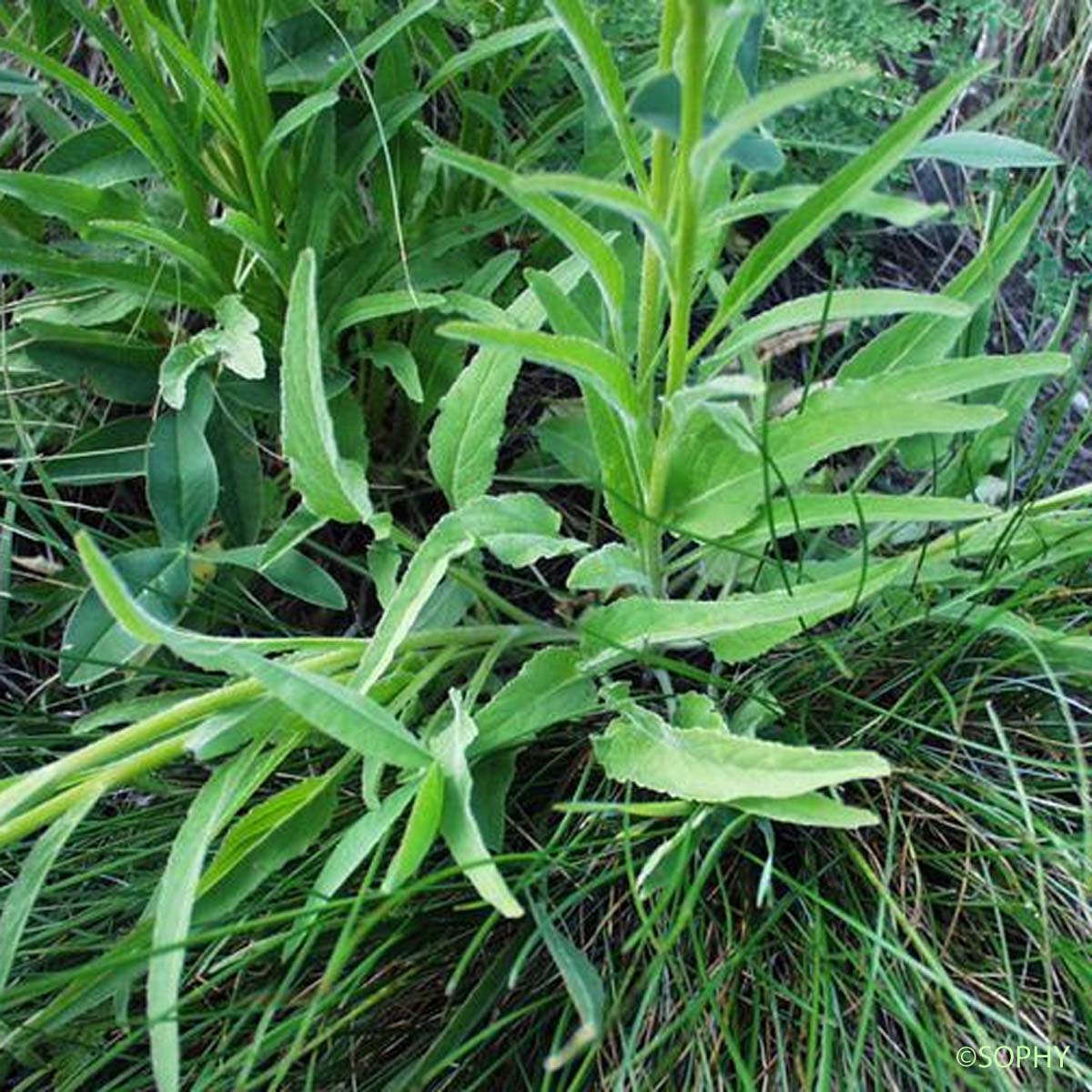 Raiponce à feuilles de bétoine - Phyteuma betonicifolium