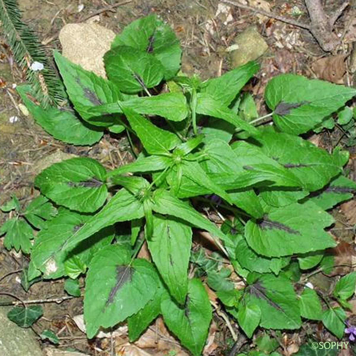 Raiponce en épi - Phyteuma spicatum