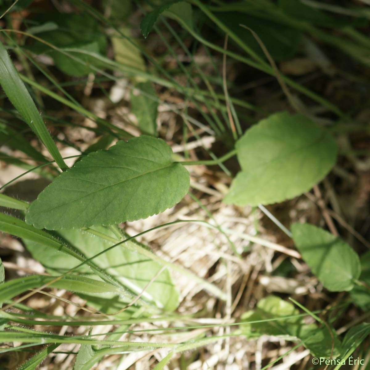 Raiponce orbiculaire - Phyteuma orbiculare subsp. tenerum