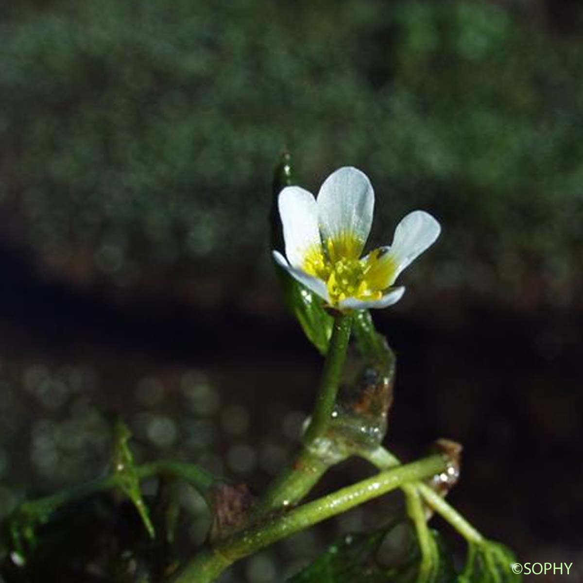 Renoncule à feuilles capillaires - Ranunculus trichophyllus subsp. trichophyllus