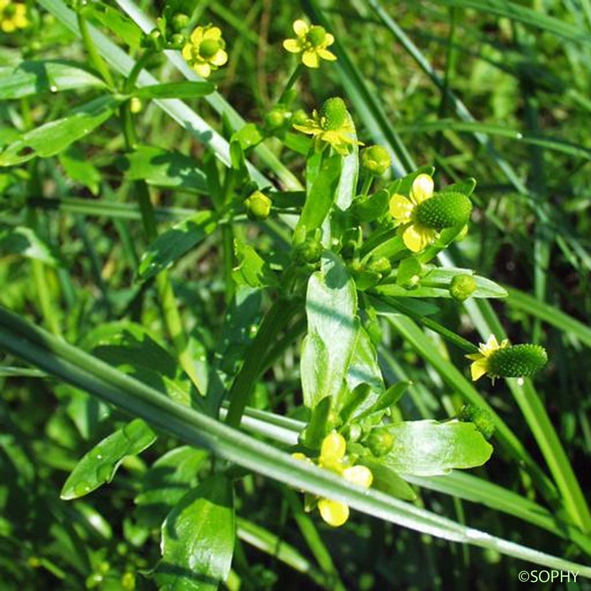 Renoncule à feuilles de Cèleri - Ranunculus sceleratus subsp. sceleratus