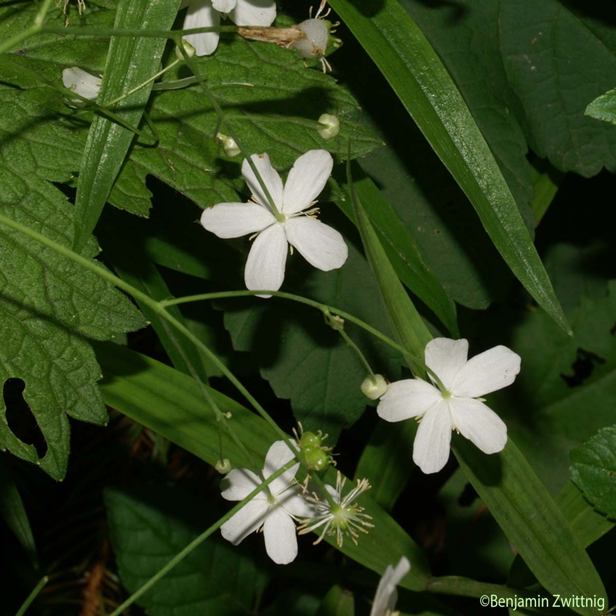 Renoncule à feuilles de platane - Ranunculus platanifolius