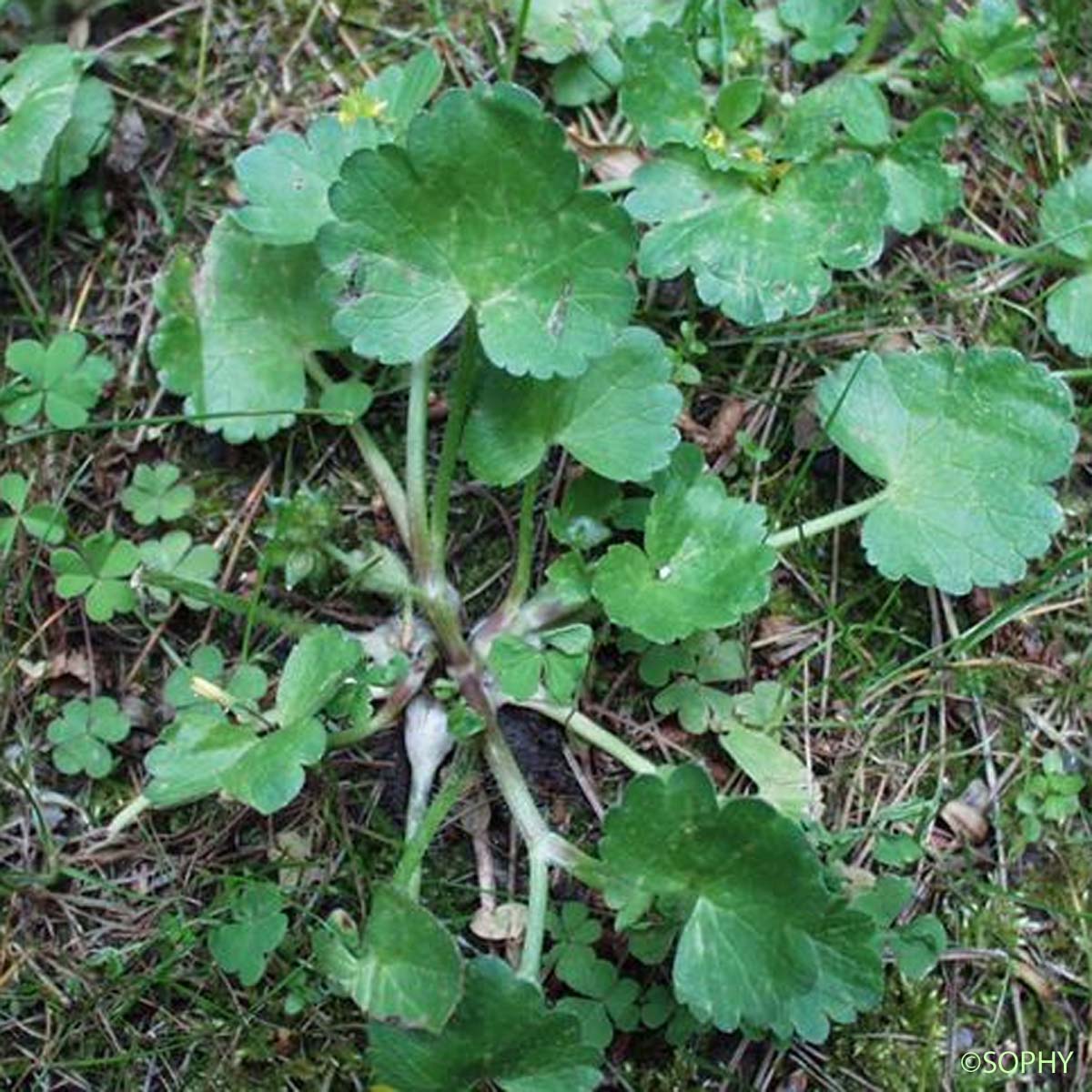 Renoncule à petites pointes - Ranunculus muricatus