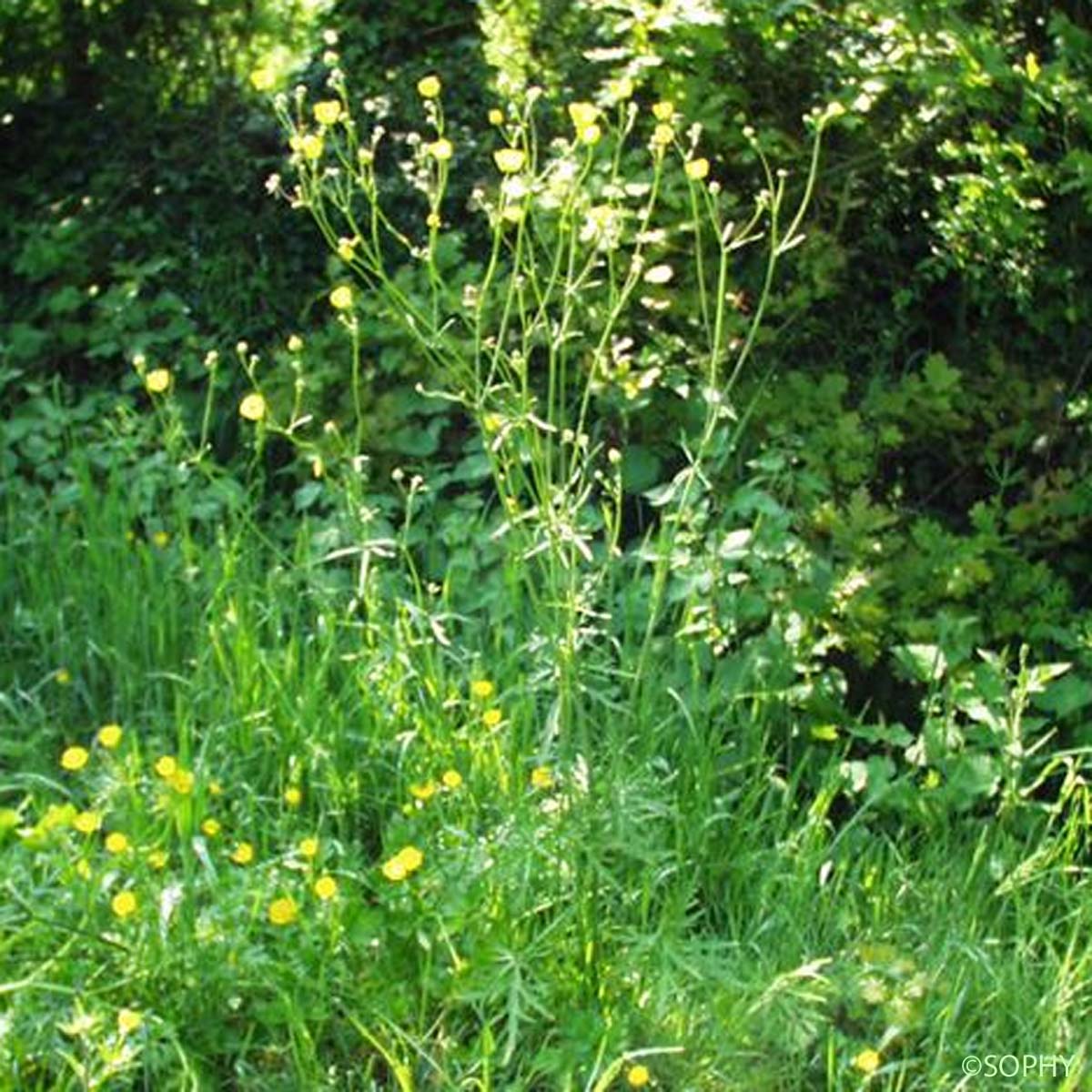 Renoncule âcre - Ranunculus acris subsp. acris