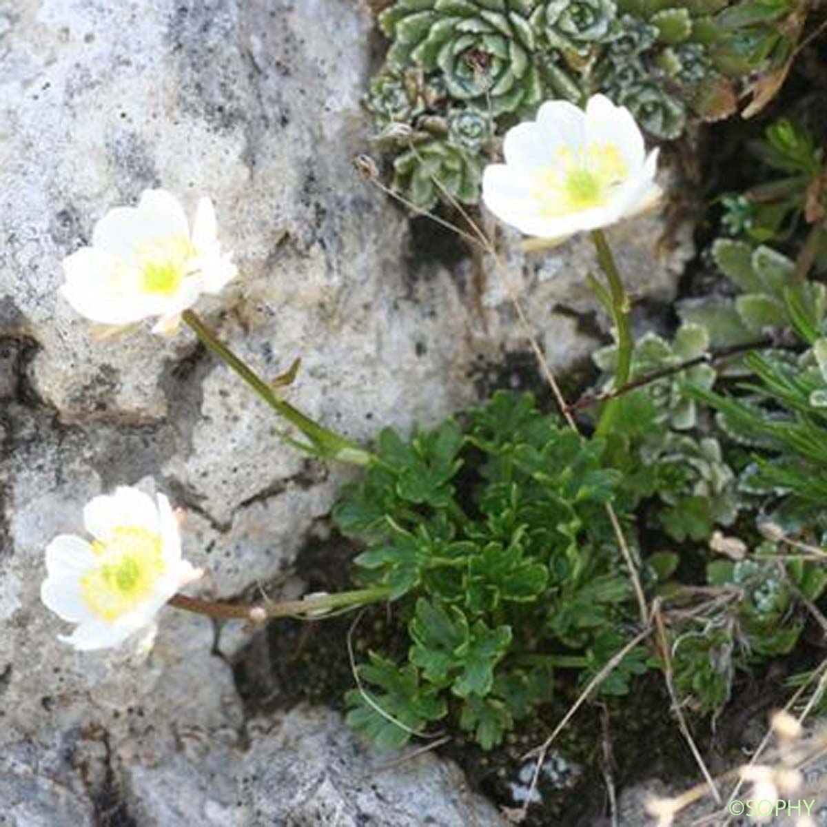 Renoncule alpestre - Ranunculus alpestris