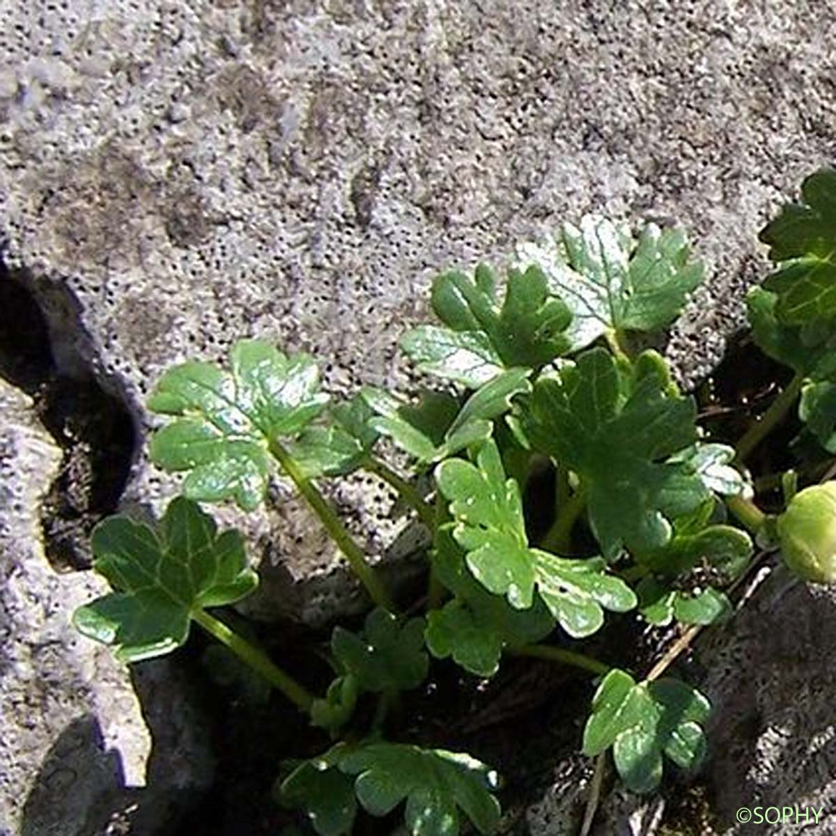 Renoncule alpestre - Ranunculus alpestris