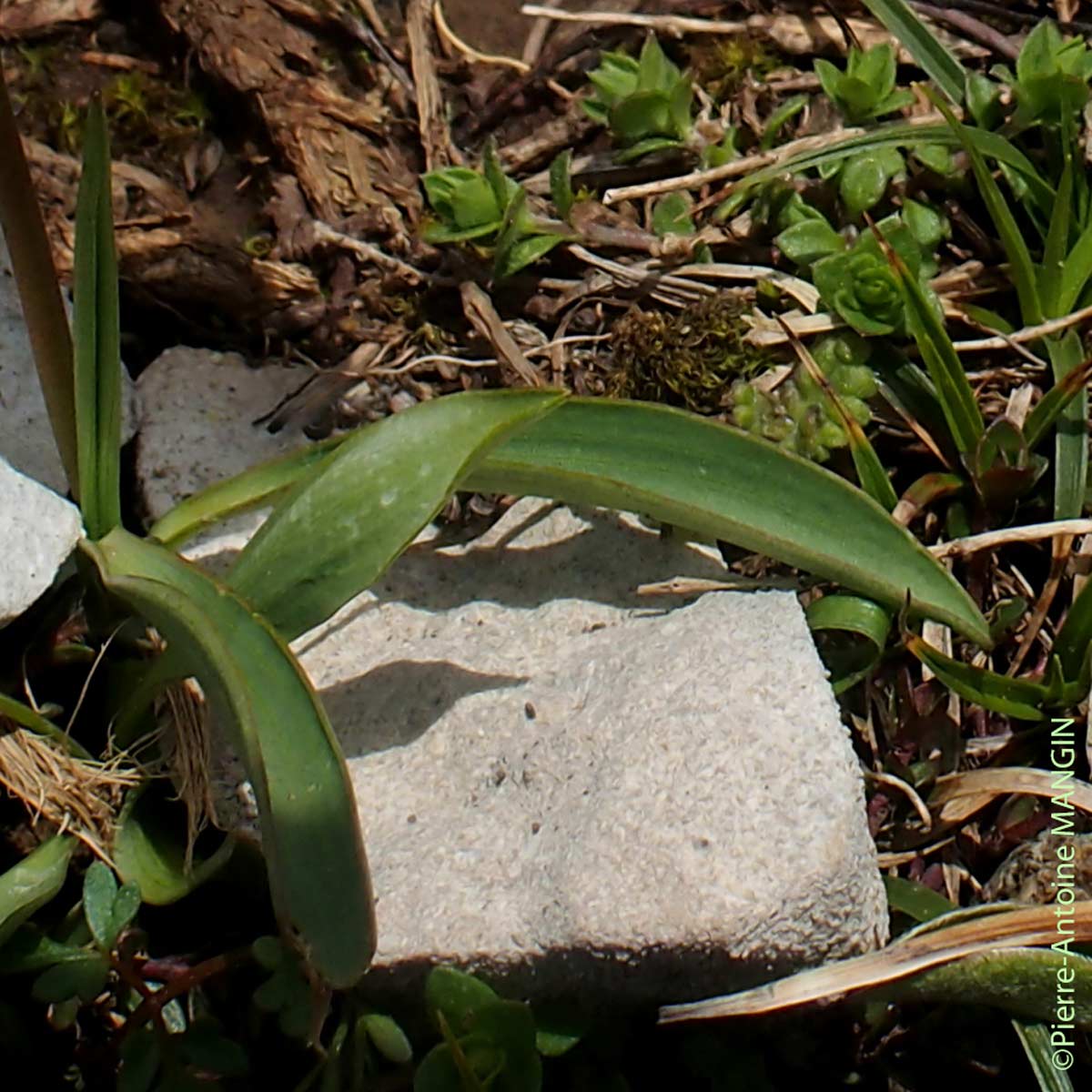 Renoncule de Küpfer - Ranunculus kuepferi