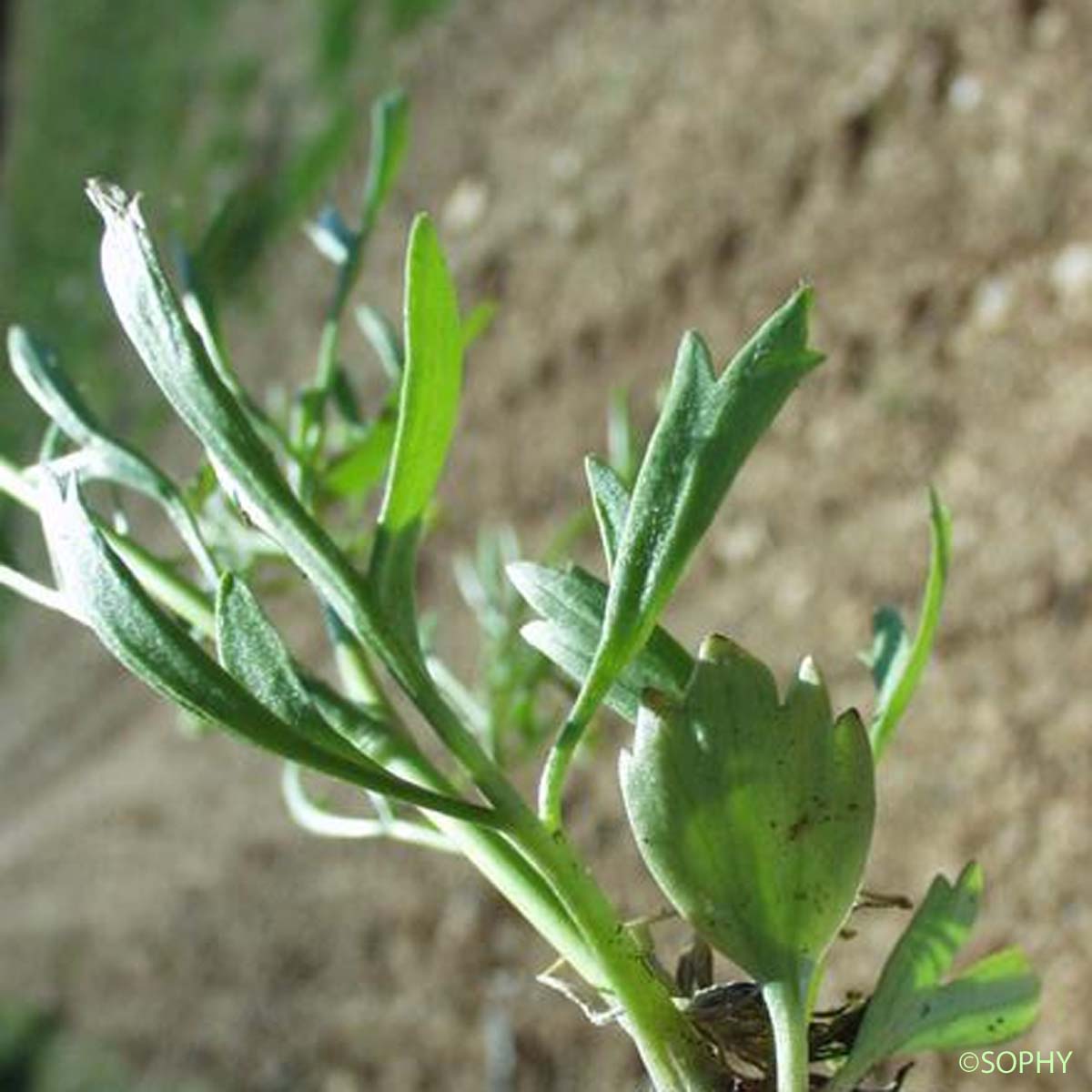 Renoncule des champs - Ranunculus arvensis