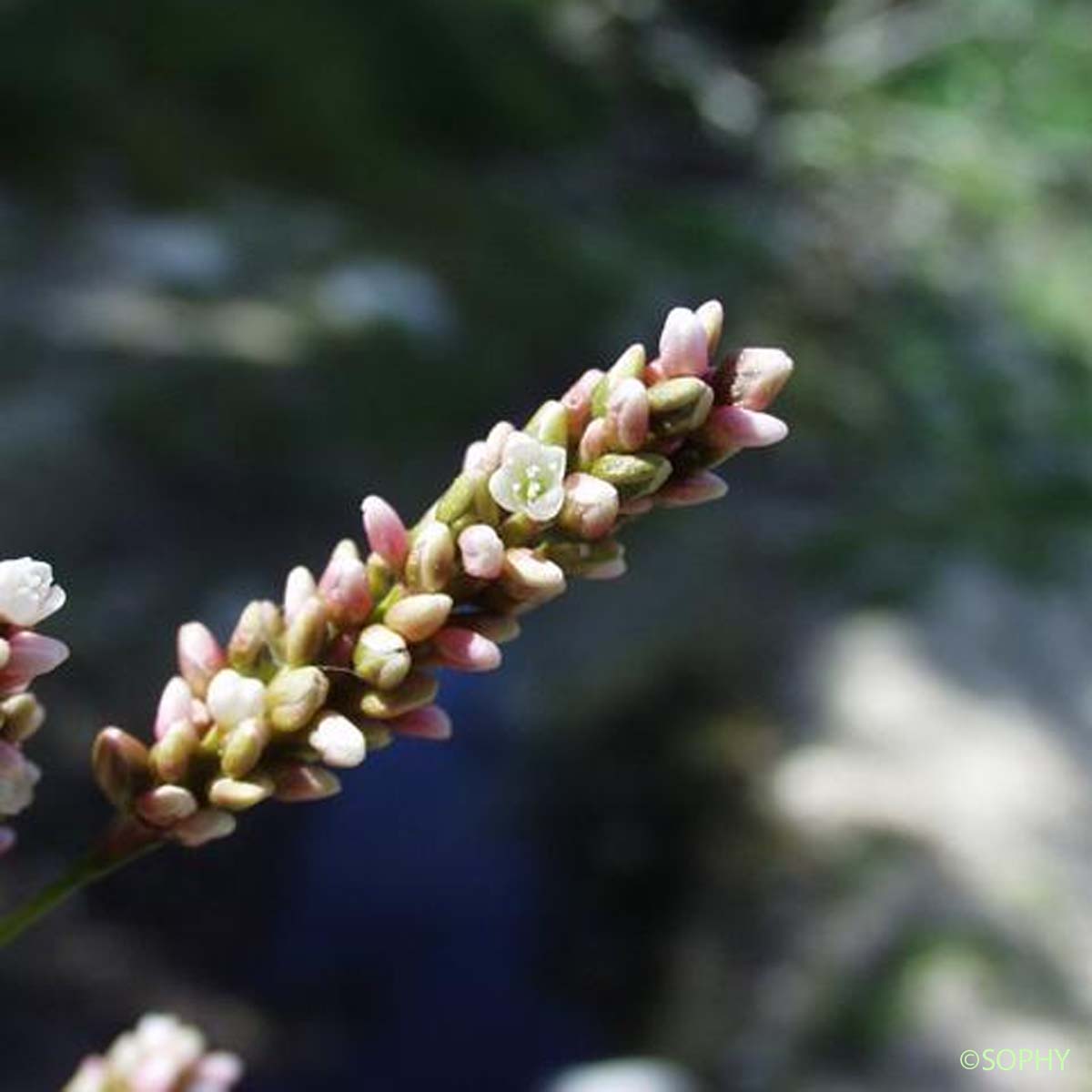 Renouée à feuilles d'Oseille - Persicaria lapathifolia