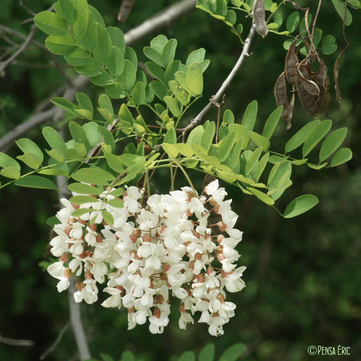 Acacia - Robinia pseudoacacia