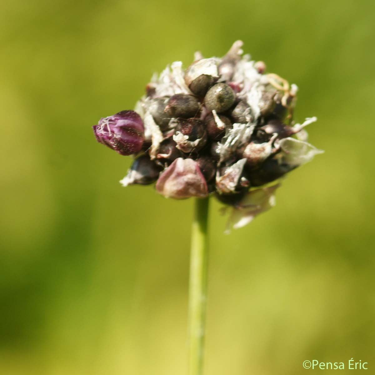 Rocambole - Allium scorodoprasum