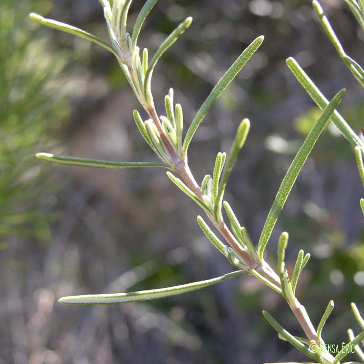 Romarin - Rosmarinus officinalis subsp. officinalis