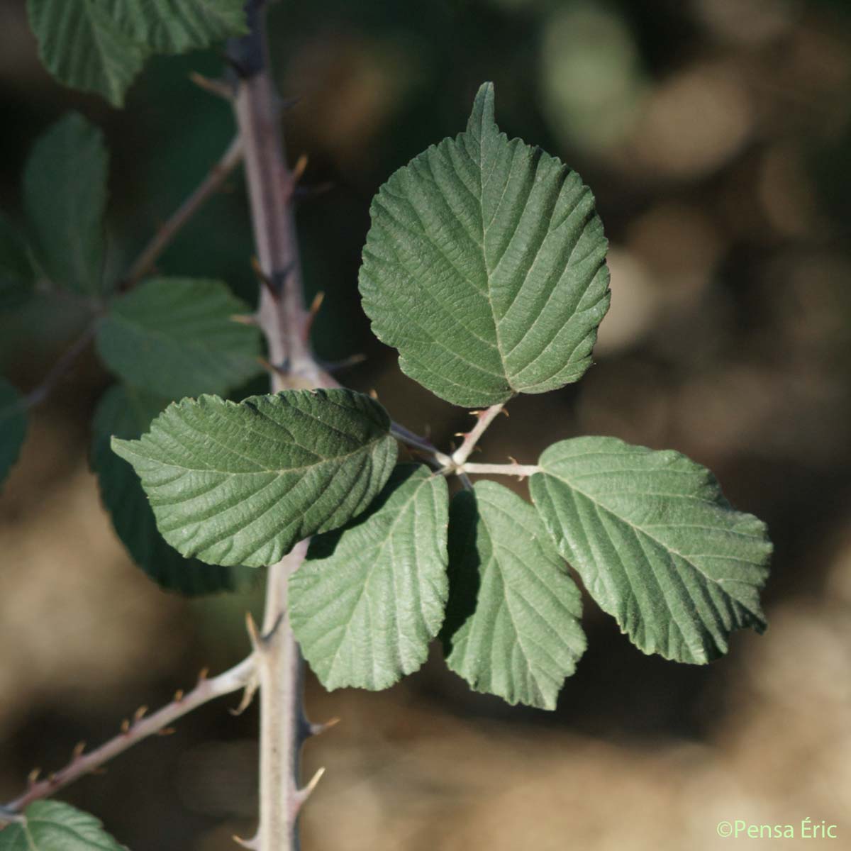 Ronce à feuilles d'orme - Rubus ulmifolius
