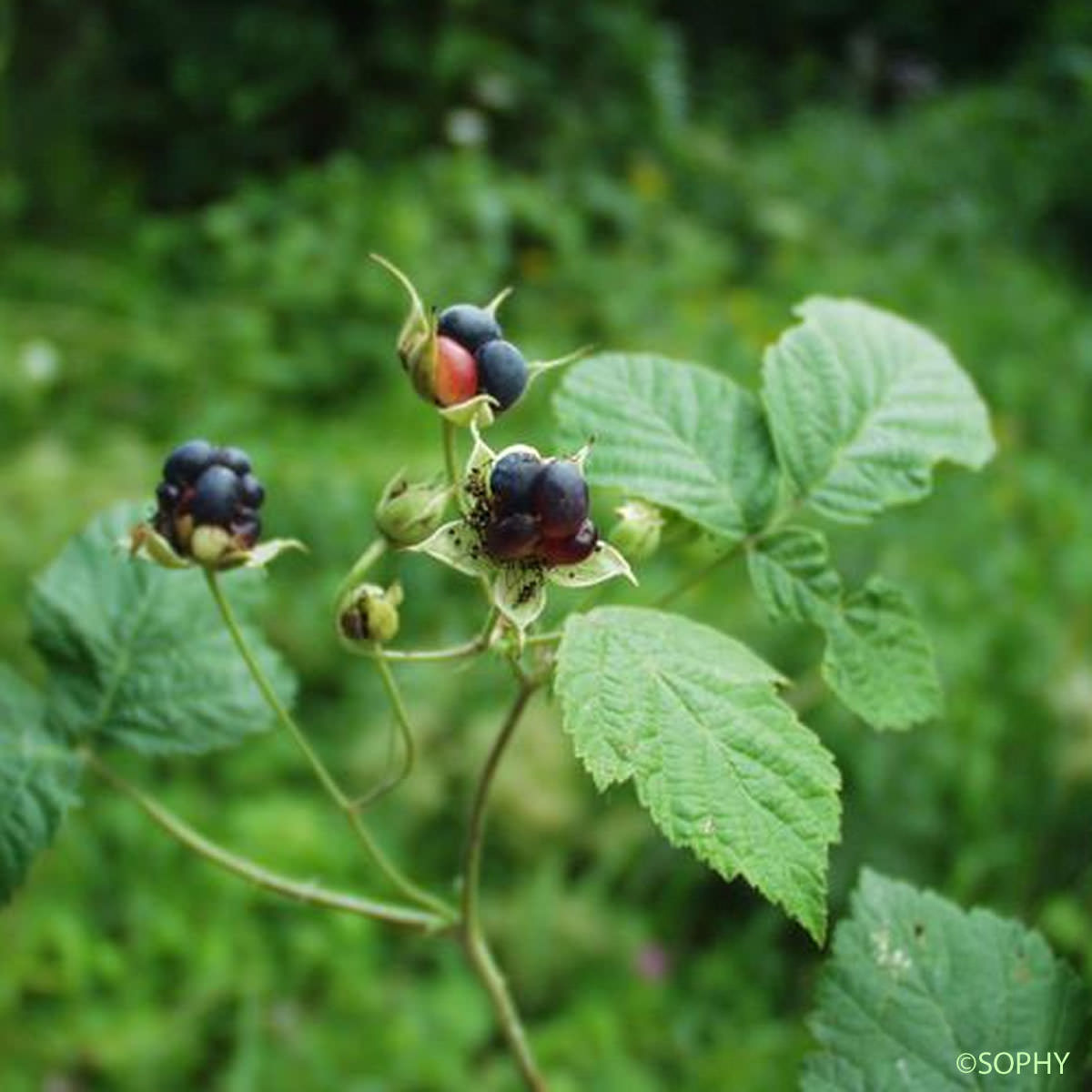 Ronce bleuâtre - Rubus caesius