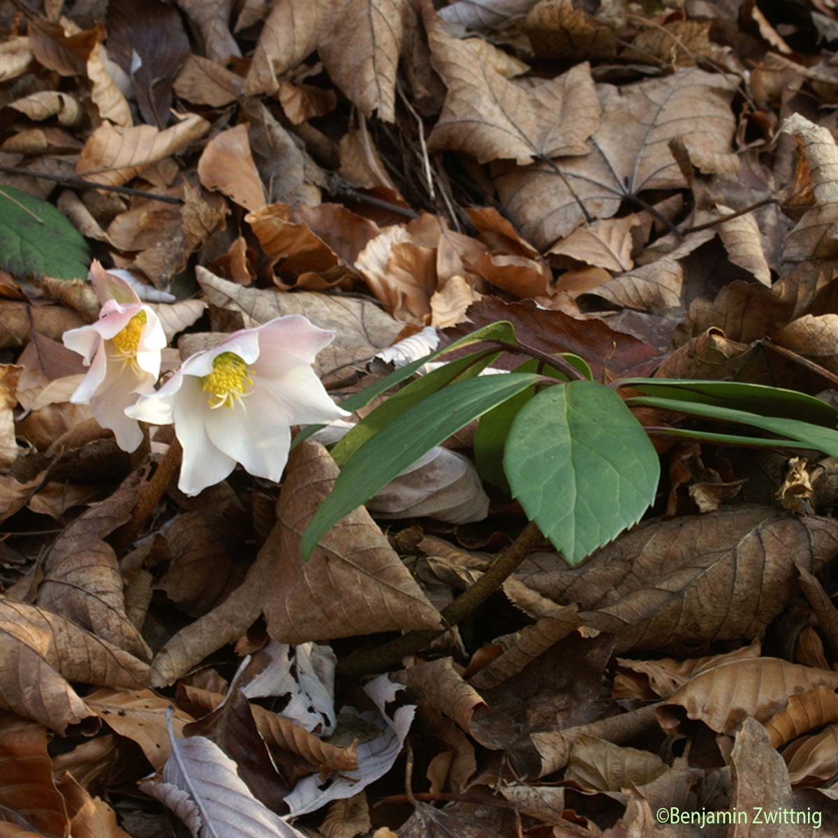 Rose de Noël - Helleborus niger