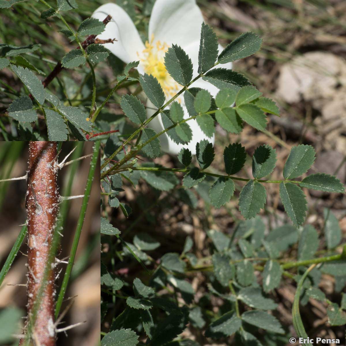 Rosier à feuilles de Boucage - Rosa spinosissima