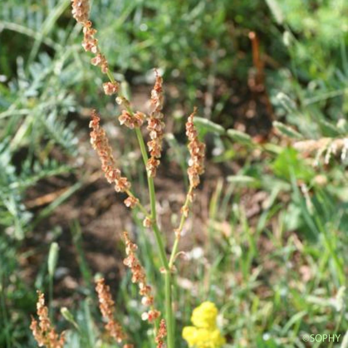 Rumex de Gussone - Rumex acetosa subsp. nebroides