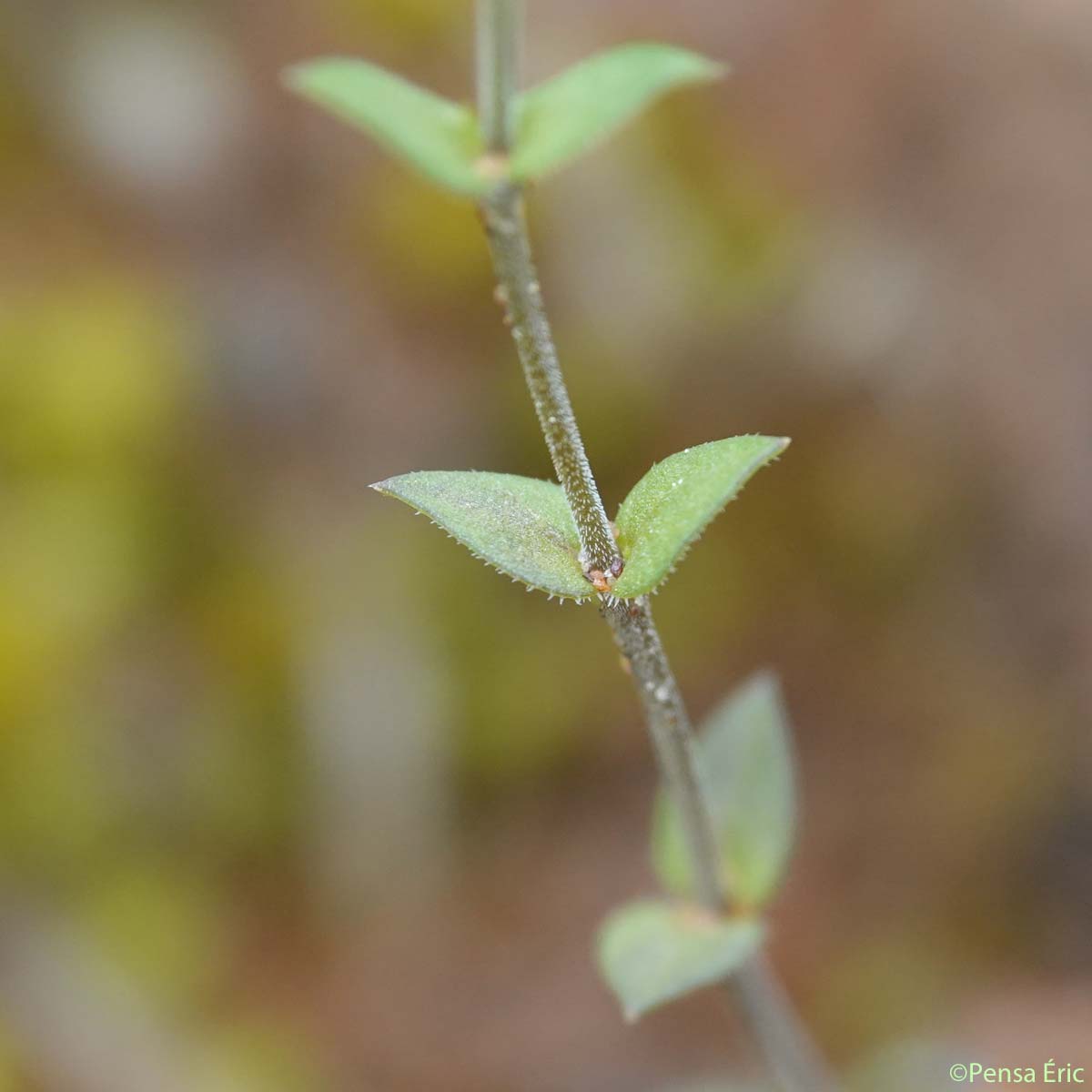 Sabline à feuilles de serpolet - Arenaria serpyllifolia