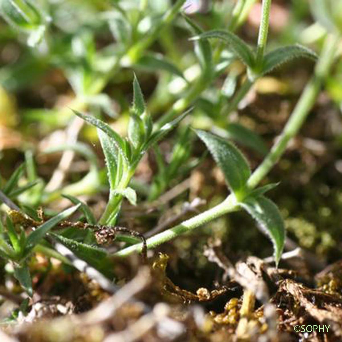 Sabline à grandes fleurs - Arenaria grandiflora subsp. grandiflora