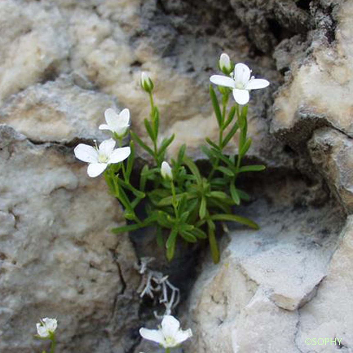 Sabline de Provence - Moehringia intermedia