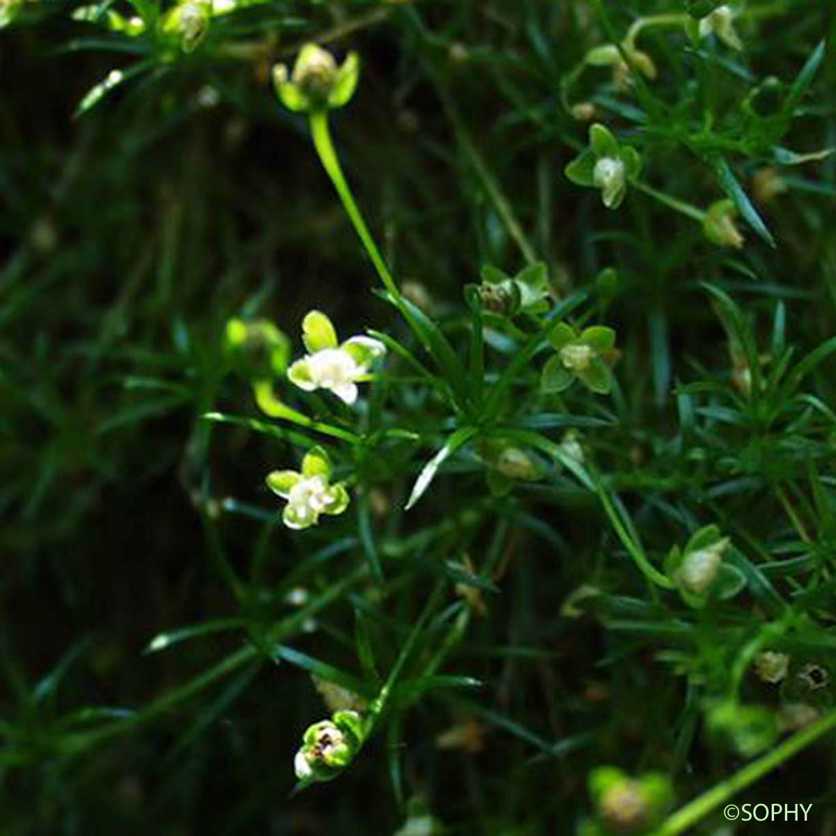 Sagine apétale - Sagina apetala subsp. apetala