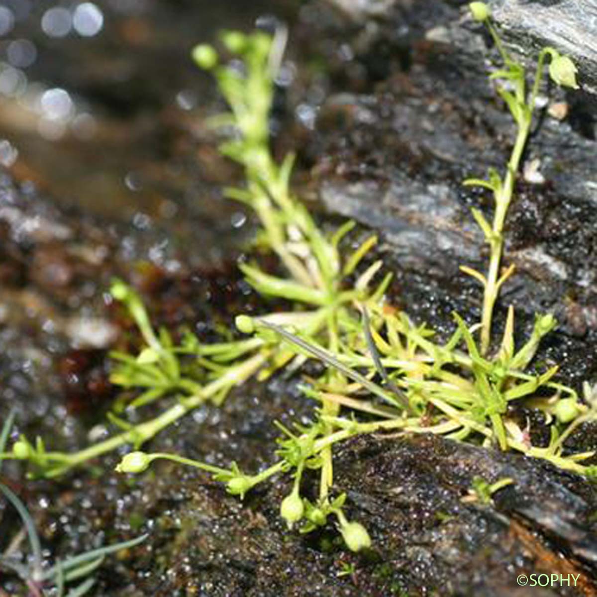 Sagine apétale - Sagina apetala subsp. apetala