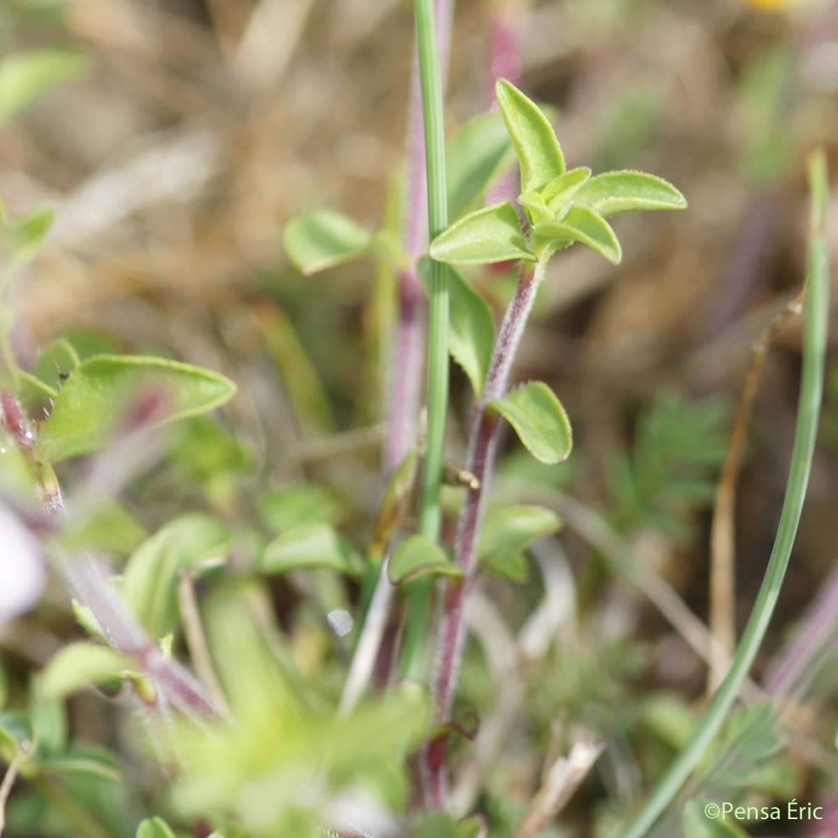 Saponaire de Montpellier - Saponaria ocymoides subsp. ocymoides