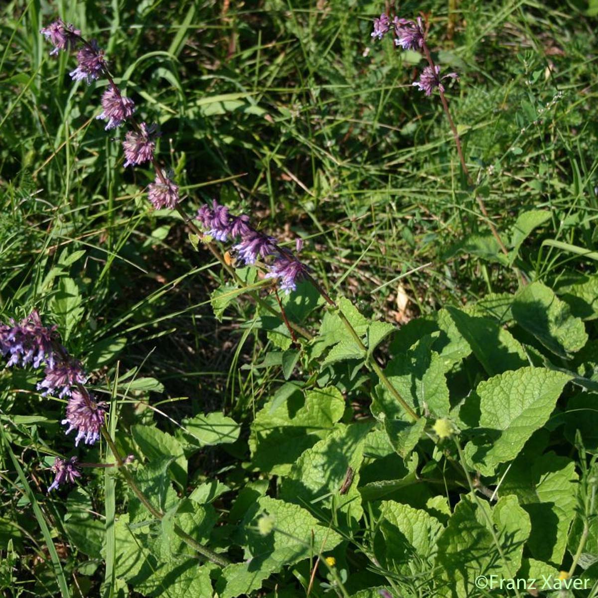 Sauge verticillée - Salvia verticillata subsp. verticillata