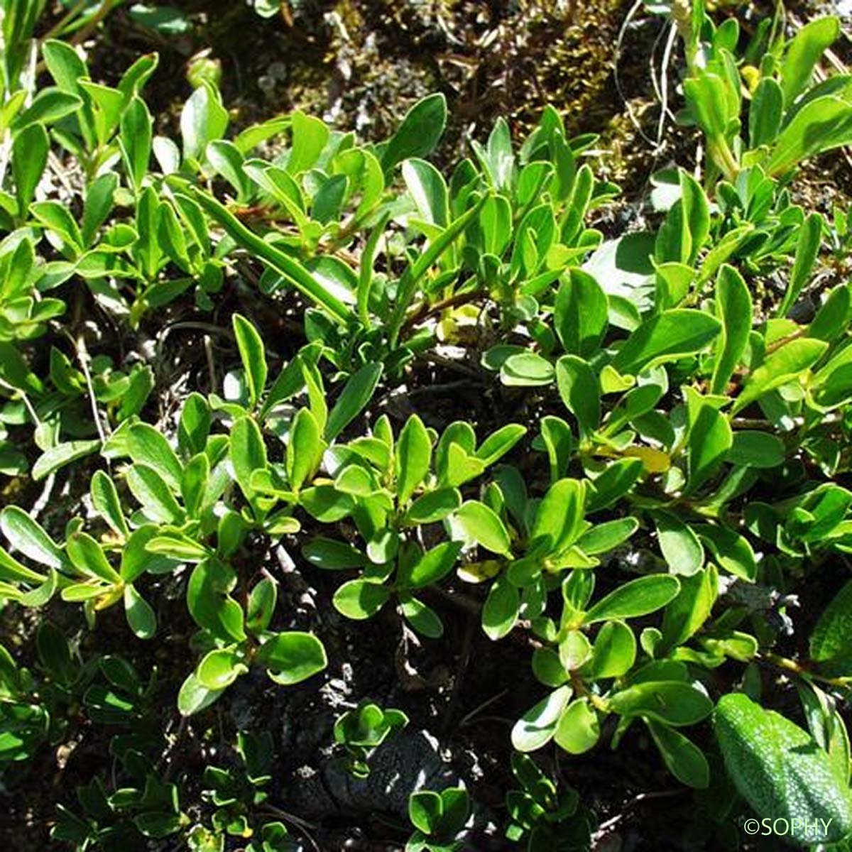 Saule à feuilles émoussées - Salix retusa