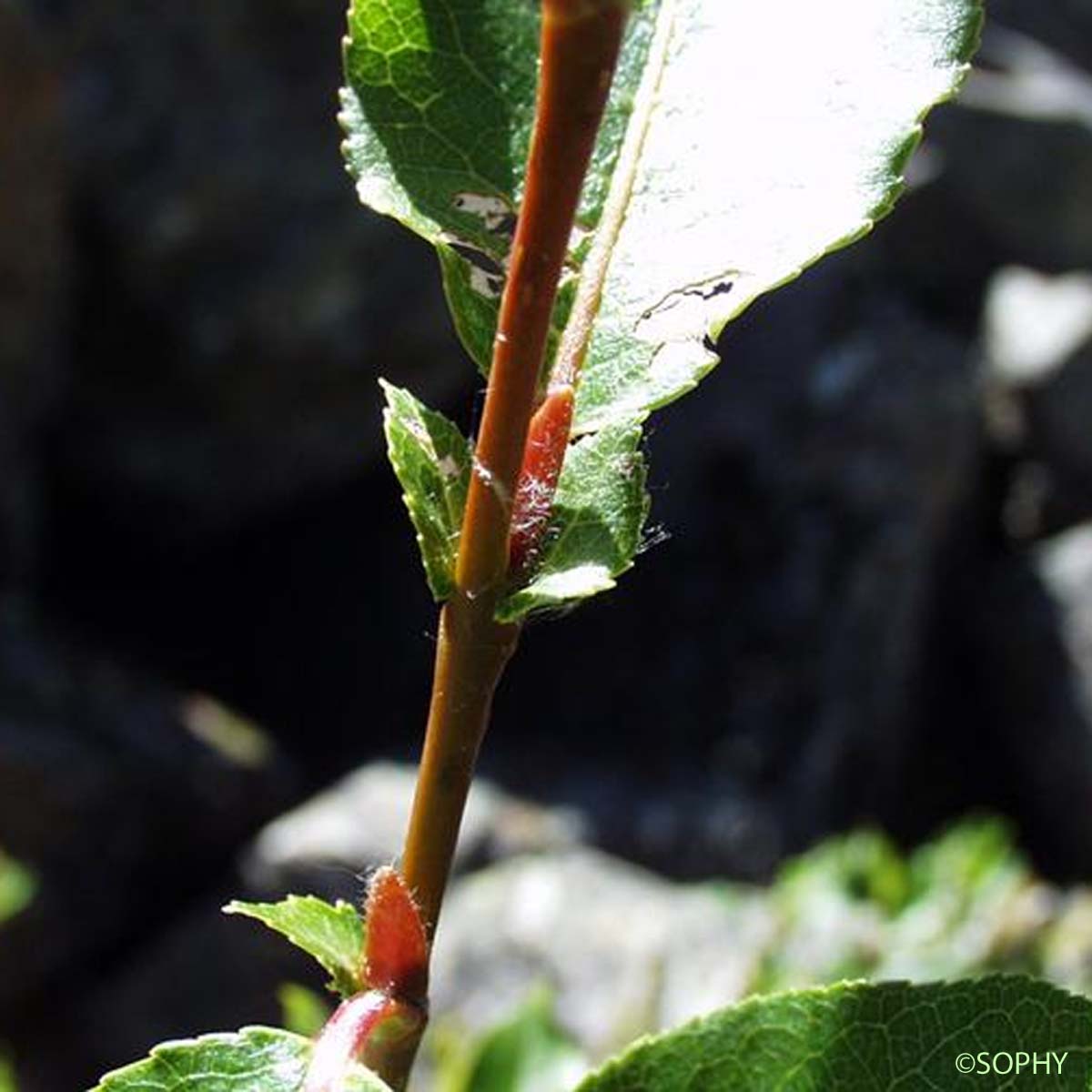 Saule à feuilles hastées - Salix hastata