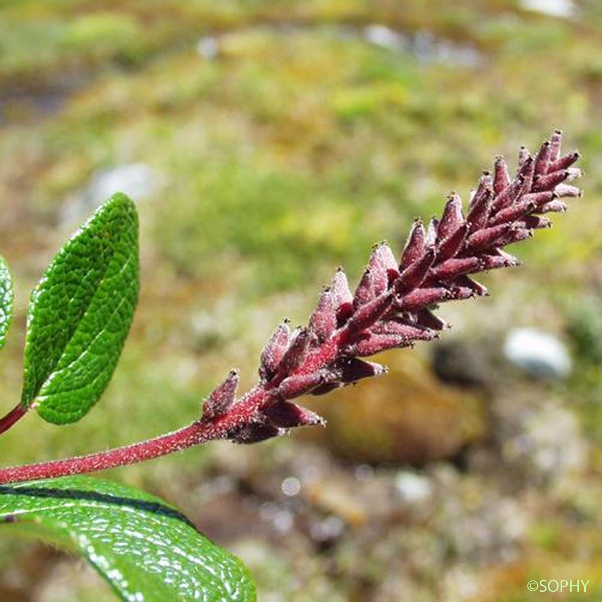 Saule à feuilles réticulées - Salix reticulata