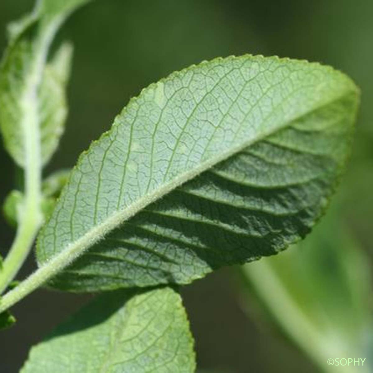 Saule à grandes feuilles - Salix appendiculata