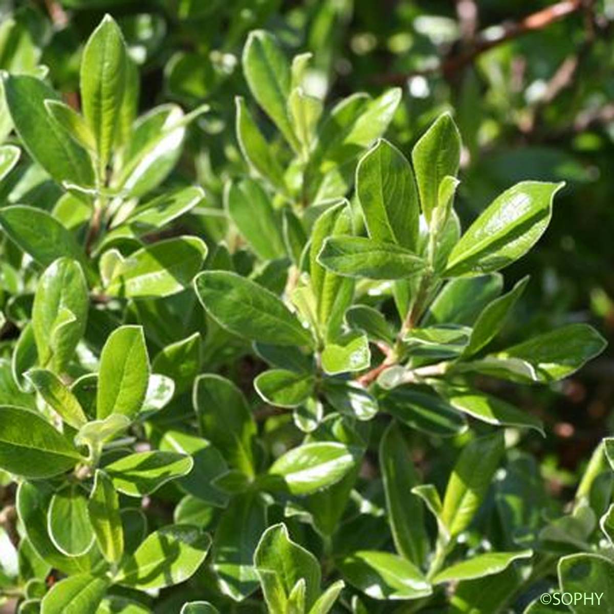Saule de Suisse - Salix helvetica