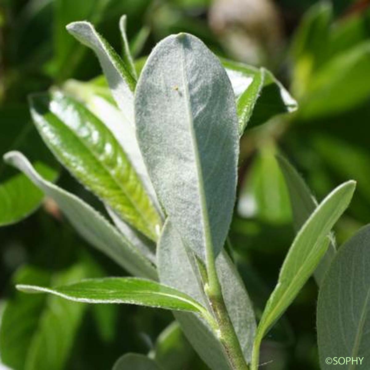 Saule de Suisse - Salix helvetica