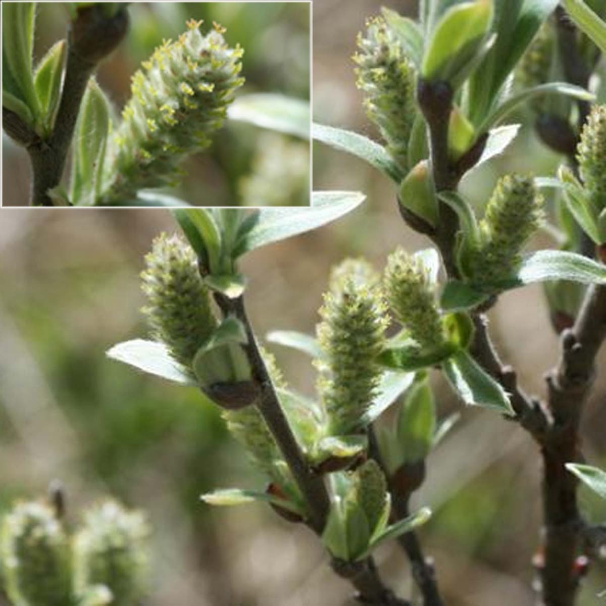 Saule glauque - Salix glaucosericea