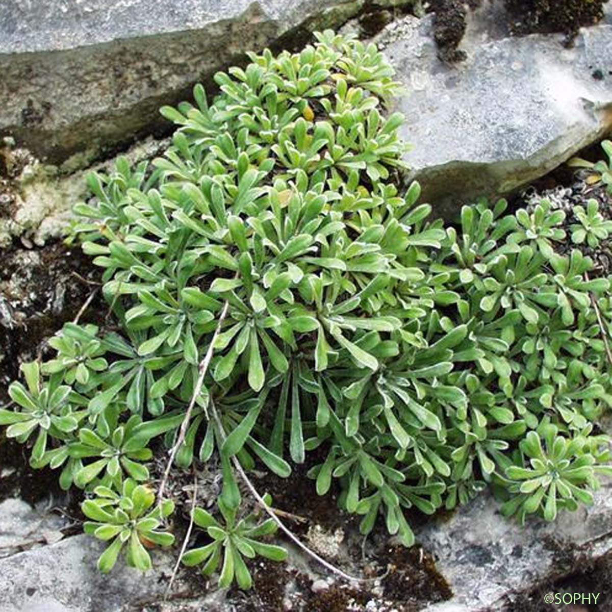Saxifrage à feuilles en languette - Saxifraga lantoscana