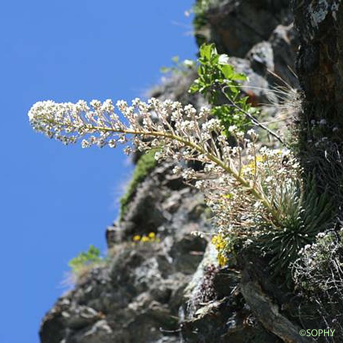 Saxifrage à feuilles longues - Saxifraga longifolia
