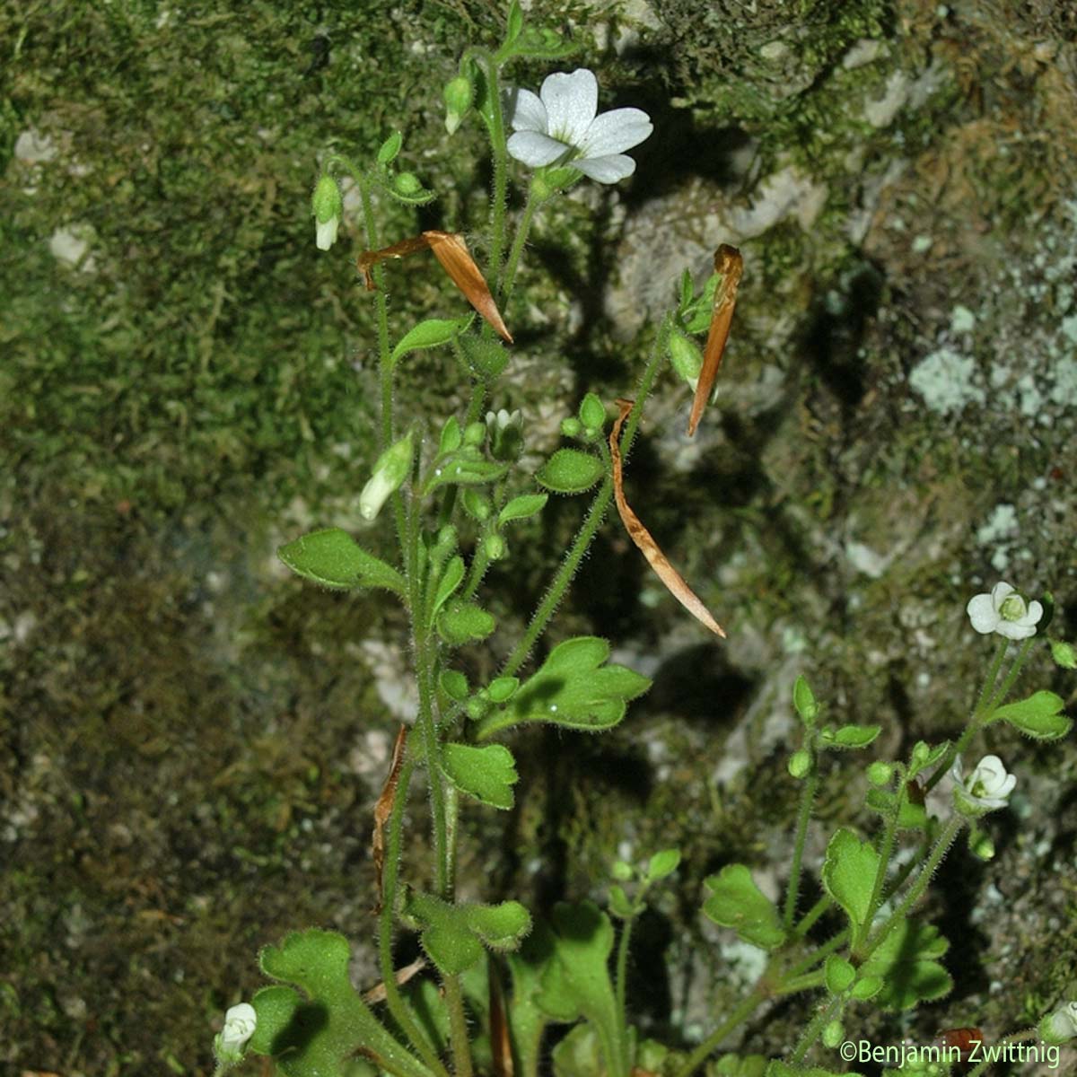 Saxifrage bulbifère - Saxifraga bulbifera