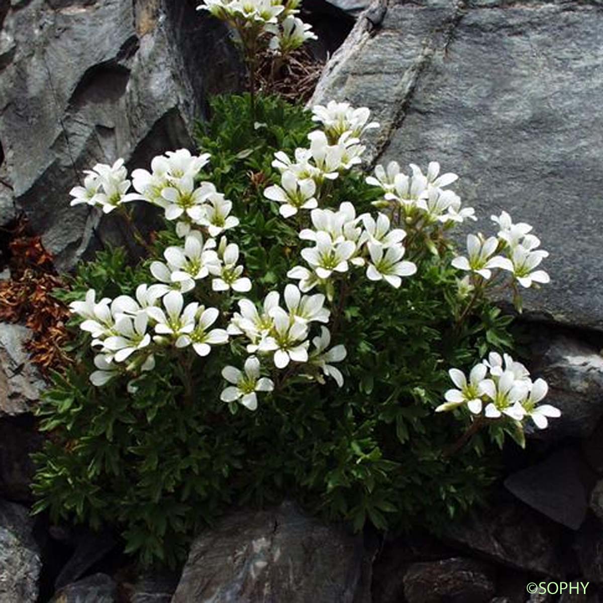 Saxifrage faux Géranium - Saxifraga geranioides