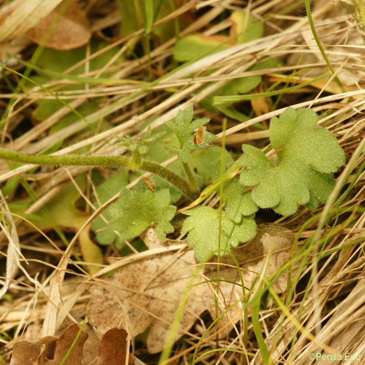 Saxifrage granulée - Saxifraga granulata