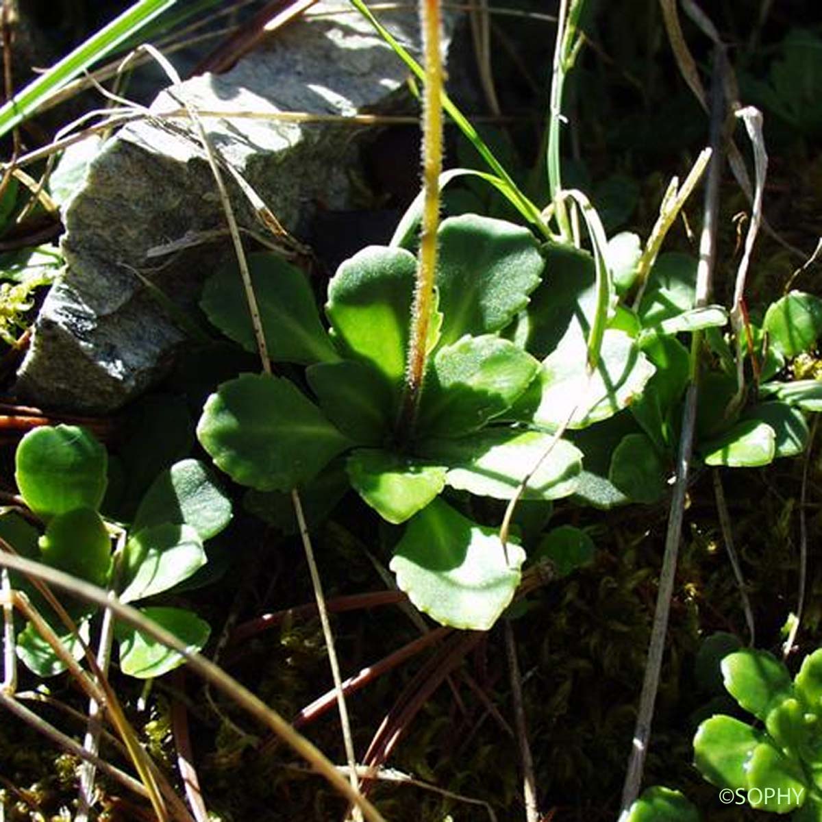 Saxifrage robuste - Saxifraga cuneifolia subsp. robusta